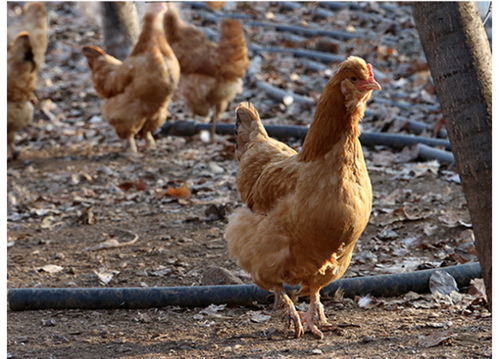 吕祖灵签23签事业中消费观念是否需要调整(吕祖灵签23签事业是否过于保守消费 吕祖灵签23签事业中消费观念是否需要调整(吕祖灵签23签事业是否过于保守消费