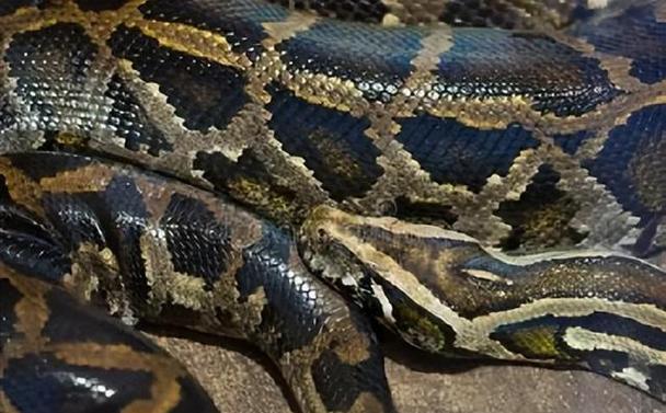 属蛇的人2025年的运势及运程