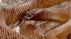 属蛇的命运 属蛇的命运如何