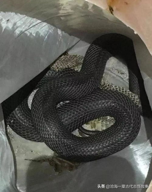 属蛇乔迁吉日2025 搬家好日子查询