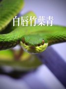 98虎和01蛇千年一遇 蛇虎都说是断头婚