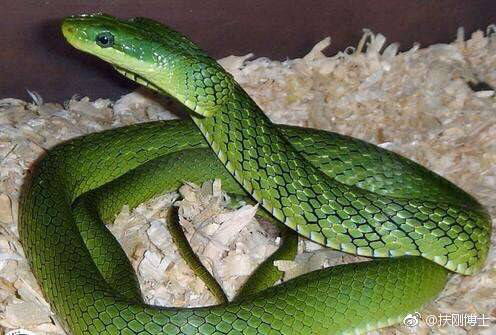 属龙一生远离这个人 属蛇的小人是什么生肖