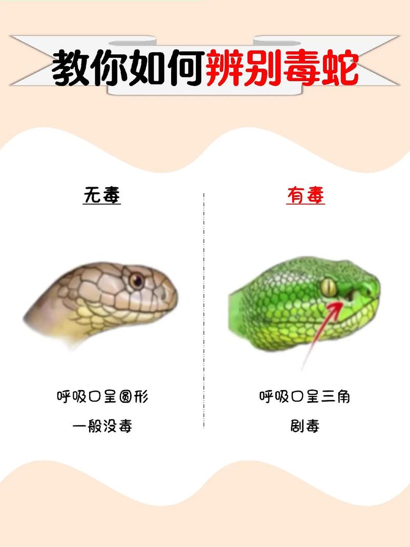 2025太岁犯太岁没有虎的生肖蛇情感生活会如何发展(2025太岁犯太岁没有虎对于蛇