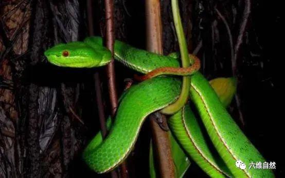 属蛇人虎年运势及运程