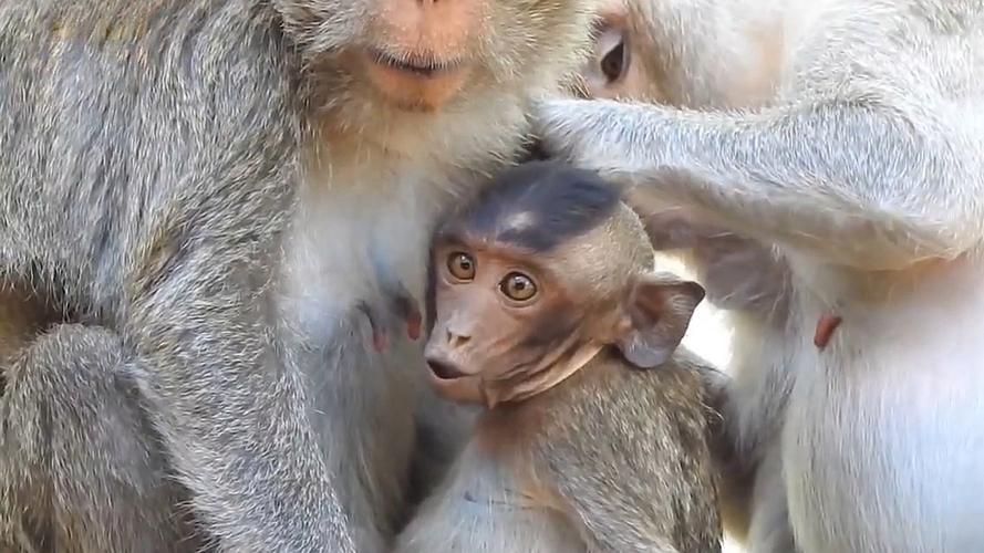 风水一层半别墅