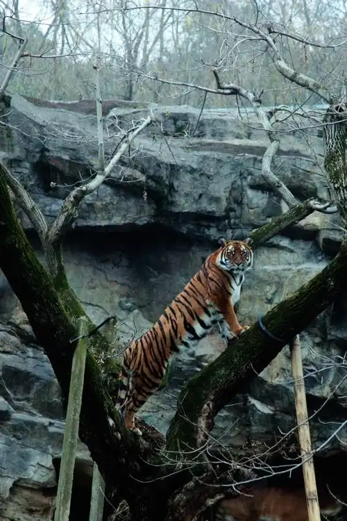 狂月2025年巨蟹座运势完整版