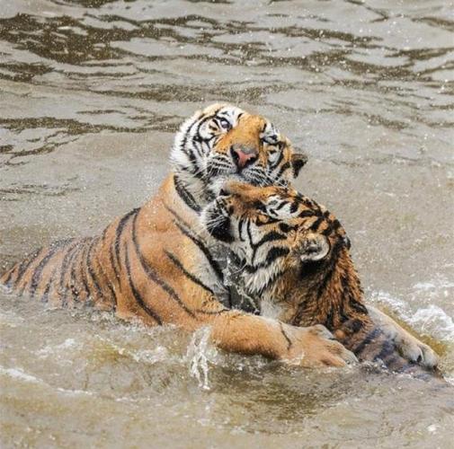 19928月21上升星座 1992上升星座查询表