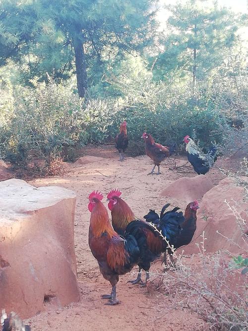 1974年属虎的人一生怎么样 属虎的人今年身体怎 1974年属虎的人一生怎么样 属虎的人今年身体怎