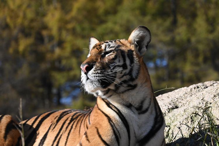 几点出生的属羊人命运优秀