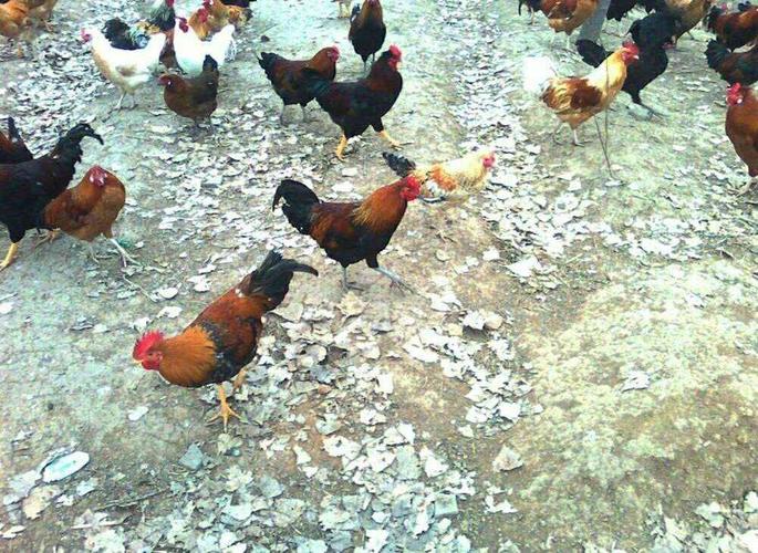 属虎女十月是八败命吗 十月的虎都是犯八败吗