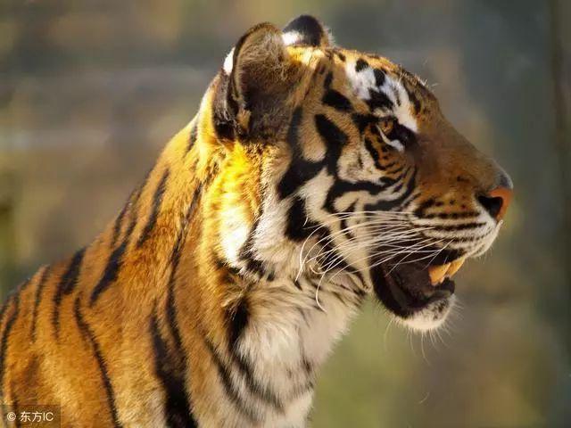 申庚看风水:风水鱼养什么:汇臻·风水|养鱼一定要注意的五点事 申庚看风水:风水鱼养什么:汇臻·风水|养鱼一定要注意的五点事