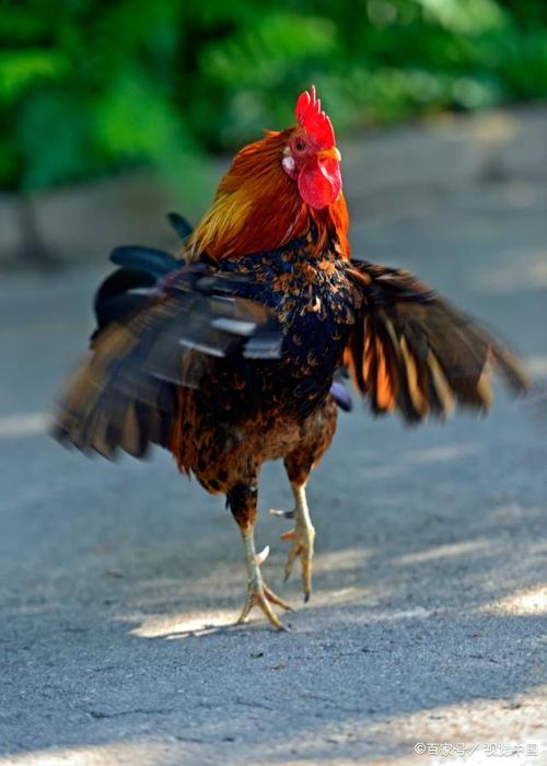 特大气焦姓名字大全男孩2023属虎 男孩属虎焦姓名字怎么起 特大气焦姓名字大全男孩2023属虎 男孩属虎焦姓名字怎么起