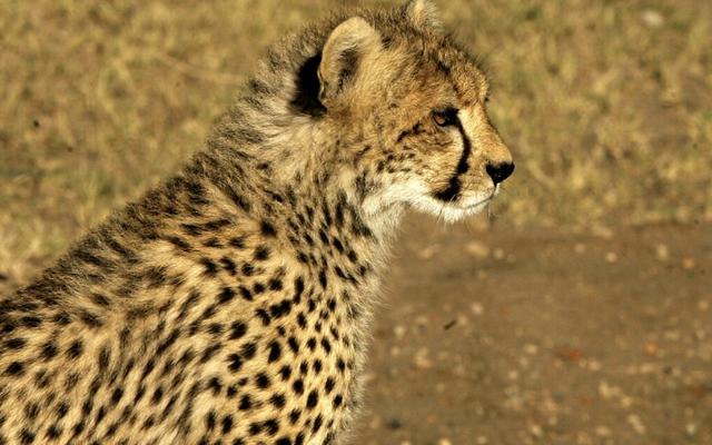 紫微斗数正旬空星