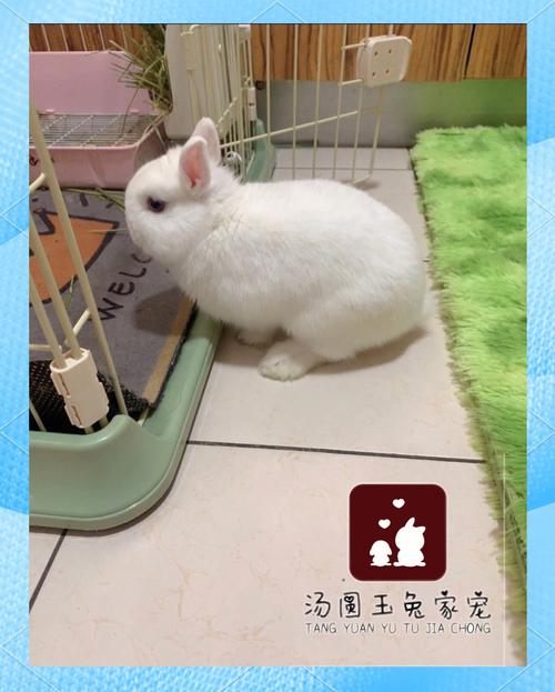 属羊2025年10月运势分析