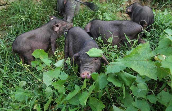 吴克群个人资料简介几岁 吴克群个人资料简介几岁