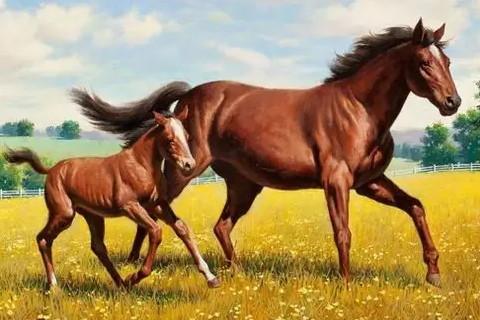 龙婆柳招财龟招财真的好吗 养招财龟有风水吗 龙婆柳招财龟招财真的好吗 养招财龟有风水吗