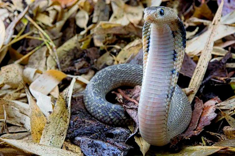 新疆塔里木河畔现壮观一幕 千余只赤麻鸭与绿头鸭云集