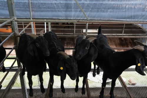 日柱直断亦分上中下等