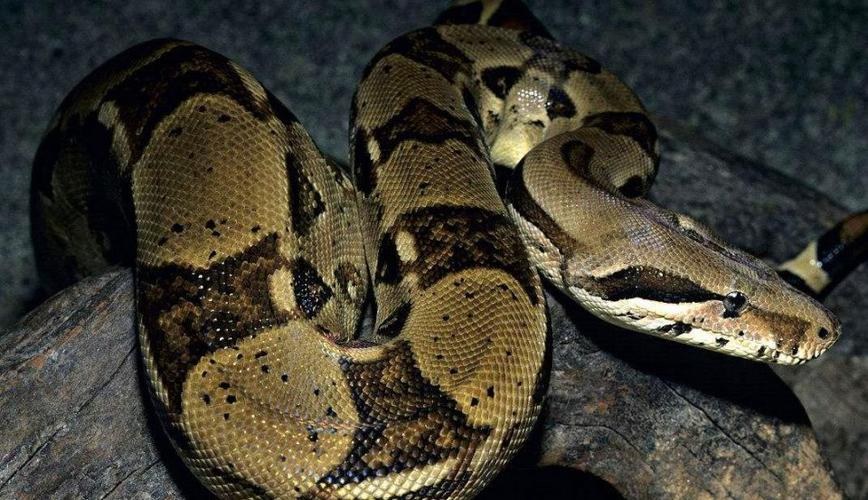 第五十四签玉帝灵签解签生育观念迁居是否顺遂(第五十四签玉帝灵签解签生育 第五十四签玉帝灵签解签生育观念迁居是否顺遂(第五十四签玉帝灵签解签生育