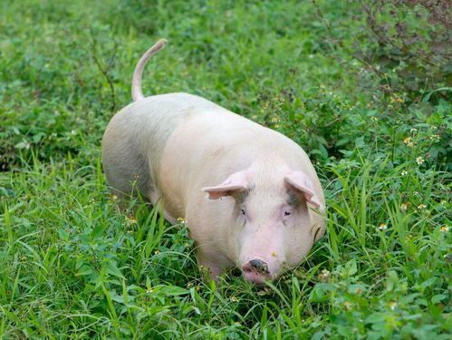 2022备婚攻略：2022超全备婚手册——流程倒计时法