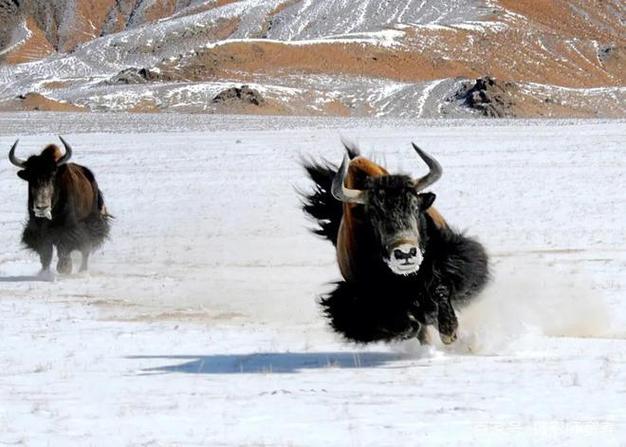兔生辰八字什么时辰好属兔的人命最好出生在几点