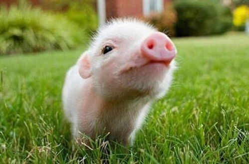 观音灵观音灵签中的爱好与兴趣是否健康发展令人担忧(观音灵观音灵签指引下