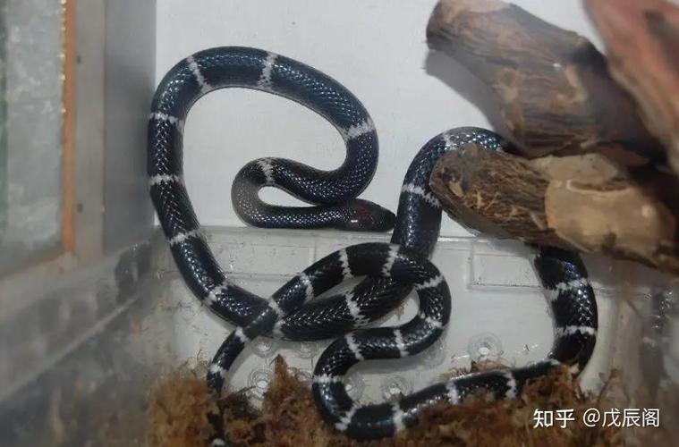 2025年十二生肖运程详解 2025年生肖虎运势详解 2025年十二生肖运程详解 2025年生肖虎运势详解