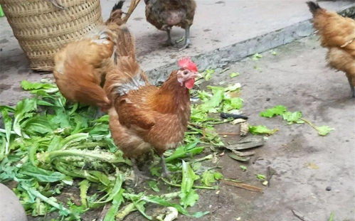 阴宅土地神位位置有没作用