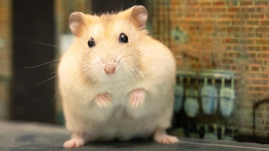 财神灵签在线抽签48签能否解决我们之间的沟通障碍(财神灵签在线抽签48签会不