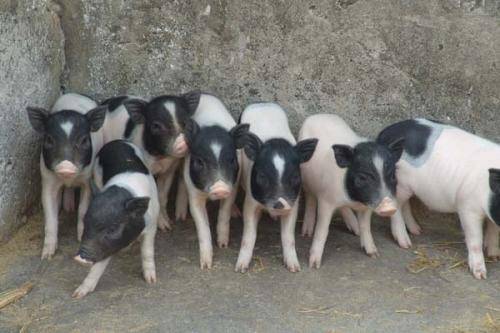 原力计划用数据为你解读原创音乐新风向 原力计划用数据为你解读原创音乐新风向