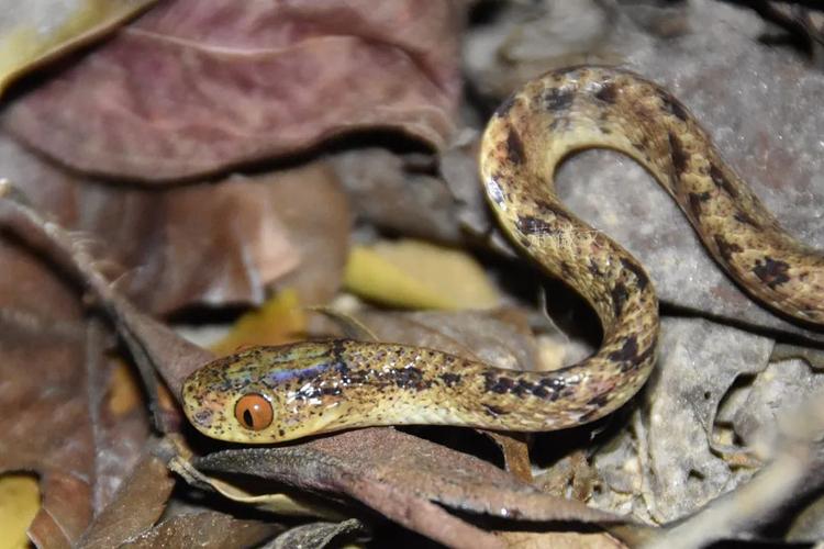 梦见自己在打篮球是什么意思 梦见自己在打篮球是什么意思