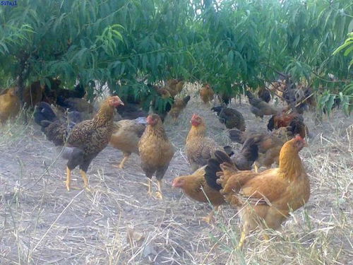 财位放些什么植物催财,适合放在客厅财位的植物