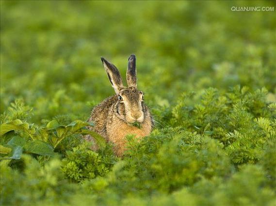 春字五行吉凶查询图解表 五行中吉凶字表