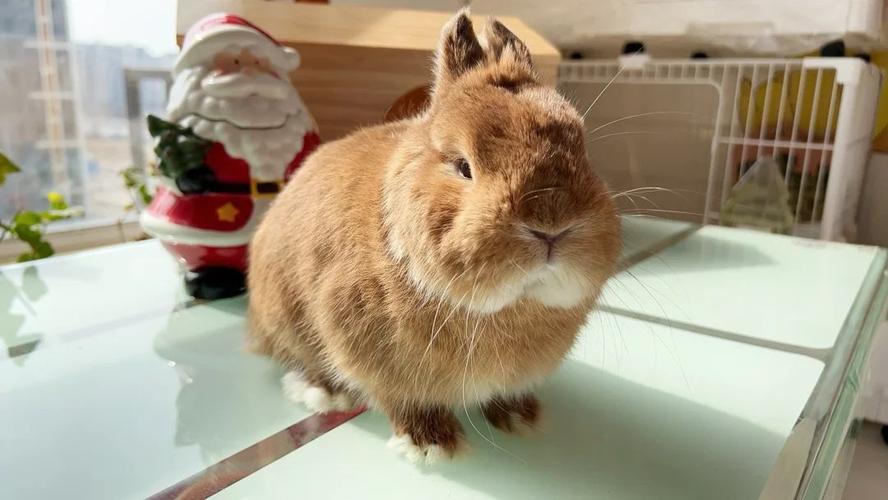 女属牛和男属马配吗