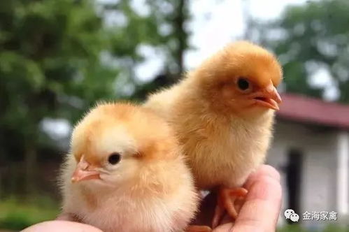 有靠山面相之人