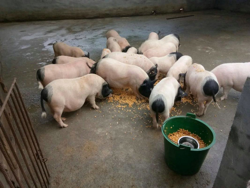 紫微斗数子女宫看是报恩