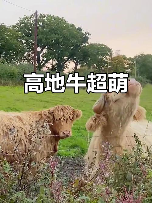 紫微斗数星辰解释