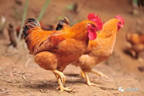 符号系统看表象和能量系统决定事情的最终结果