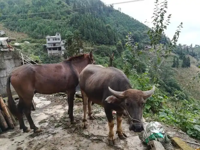 属猴男和属兔女配吗