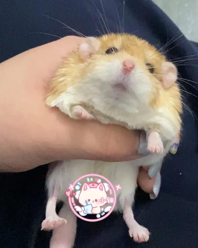 2025年8月生肖蛇的运势