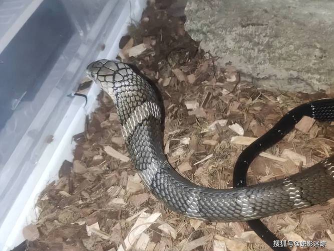 十二生肖相克属相