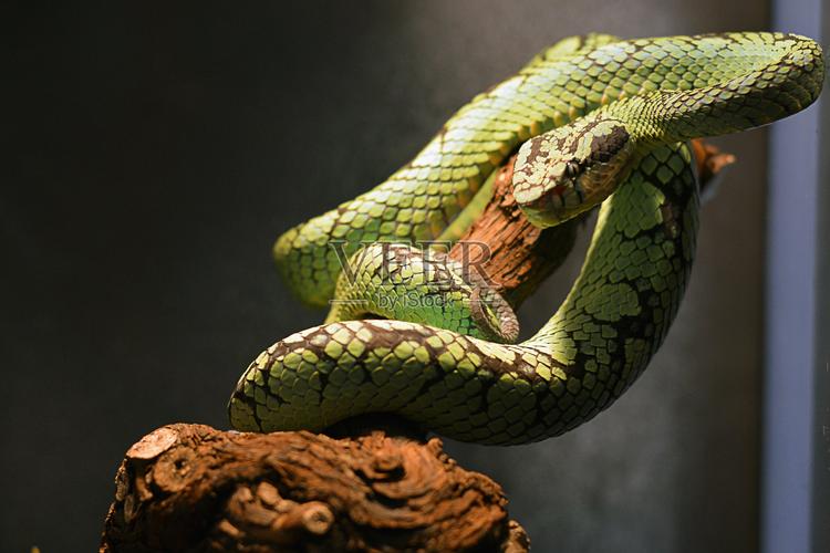 最强大脑洪辰瑶个人资料