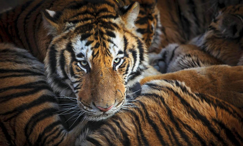 <b>天蝎座的未来的运势 天蝎座今日运势汉程网</b>