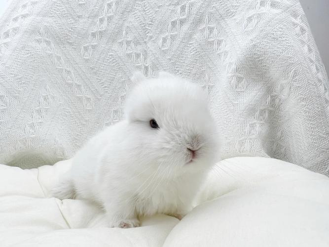 女生哪个上升星座命最好 成功人士最多的上升星座 女生哪个上升星座命最好 成功人士最多的上升星座