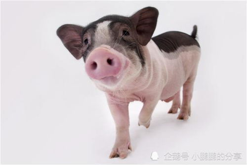 朱开头的名字女孩名字 朱什么好听女孩名