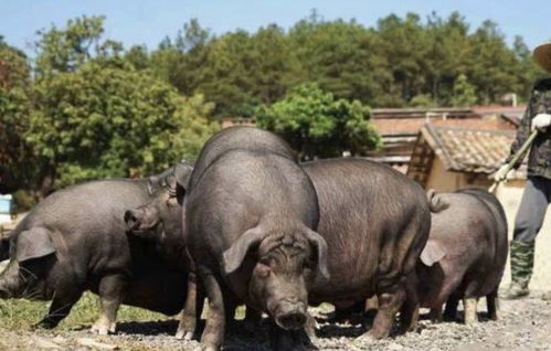 谢贤年轻最帅大照片谢贤年轻时容颜到底有多 谢贤年轻最帅大照片谢贤年轻时容颜到底有多