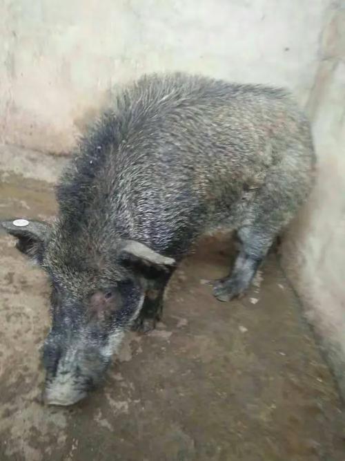 紫微斗数有创意 紫微斗数有创意