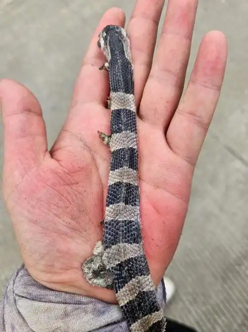 星座网星座运势 星座屋的星座运势准吗-