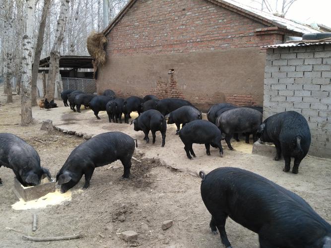 属鼠72年2025运势 72年属鼠男2025运势是什么意思？