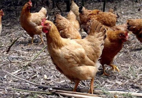 农村别墅风水怎么看